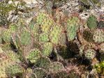 Opuntia confusa, Alamogordo, NM