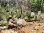 Opuntia confusa, Aguirre Springs, NM