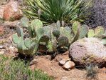 Opuntia confusa, Aguirre Springs Campground, NM