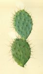 Opuntia covellei, Charles Krieger