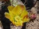 Opuntia covillei, Nancy Hussey