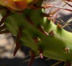 Opuntia covillei pericarpel, Nancy Hussey