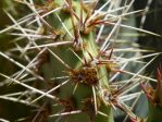 Opuntia covillei spines, Nancy Hussey