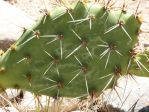 Opuntia covillei, Nancy Hussey