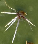 Opuntia covillei spines, Nancy Hussey