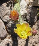 Opuntia covellei flower, Nancy Hussey