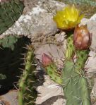 Opuntia covillei flower, Nancy Hussey