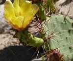 Opuntia covillei, Nancy Hussey