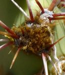 Opuntia covillei glochids, Nancy Hussey