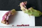 Opuntia covillei, fruit and seeds, Nancy Hussey