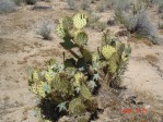 Opuntia curvospina, west of Kingman, AZ