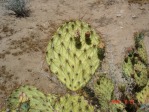 Opuntia curvospina, west of Kingman, AZ