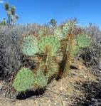 Opuntia curospina, Michelle Cloud-Hughes