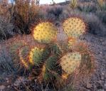 Opuntia curospina, Michelle Cloud-Hughes