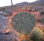 Opuntia curospina, Michelle Cloud-Hughes