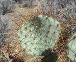 Opuntia curospina, Michelle Cloud-Hughes