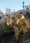 Opuntia curospina, Michelle Cloud-Hughes