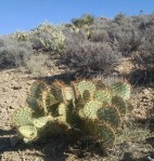 Opuntia curospina, Michelle Cloud-Hughes