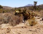 Opuntia curvospina, Mt Tipton area, AZ