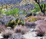 Opuntia curvospina, Mt Tipton area, AZ