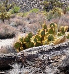 Opuntia curvospina, Mt Tipton area, AZ