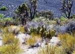 Opuntia curvospina, Mt Tipton area, AZ