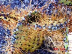 Opuntia curvospina, Mt Tipton area, AZ