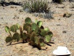 Opuntia curvospina, Mt Tipton area, AZ