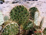 Opuntia curvospina, Mt Tipton area, AZ