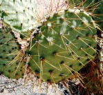 Opuntia curvospina, Mt Tipton area, AZ