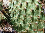 Opuntia curvospina, Mt Tipton area, AZ