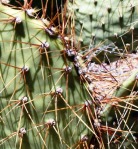 Opuntia curvospina, Mt Tipton area, AZ