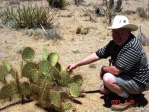 Opuntia curvospina, Mt Tipton area, AZ