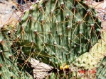 Opuntia curvospina, Mt Tipton area, AZ