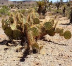 Opuntia curvospina, Mt Tipton area, AZ