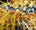 Opuntia curvospina, Mt Tipton area, AZ