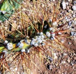 Opuntia curvospina, areoles on edge of cladode