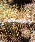 Opuntia curvospina, areoles on edge of cladode