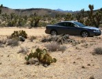 Opuntia curvospina, Mt Tipton area, AZ