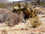 Opuntia curvospina, Mt Tipton area, AZ