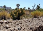 Opuntia curvospina, Mt Tipton area, AZ