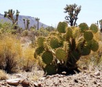 Opuntia curvospina, Mt Tipton area, AZ