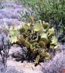 Opuntia curvospina, Mt Tipton area, AZ