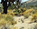 Opuntia curvospina, Mt Tipton area, AZ