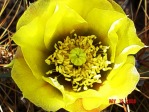 Opuntia curvospina, Mt Tipton area, AZ