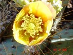 Opuntia curvospina, Mt Tipton area, AZ