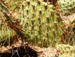 Opuntia curvospina, west of Kingman, AZ