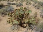 Opuntia curvospina, Yucca, AZ, Hayes Jackson