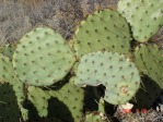 Opuntia cyclodes, Conchas Lake, NM