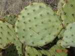 Opuntia cyclodes, Conchas Lake, NM